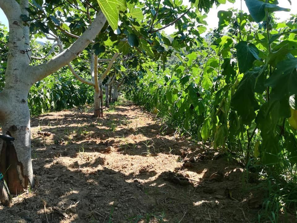פוסקאלדו Il Cerro Agriturismo Zagarese מראה חיצוני תמונה
